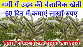 गर्मी में करें उड़द की वैज्ञानिक खेती, और कमाएं लाखों रुपए / Garmi Me Urad Ki Kheti Kaise Karen