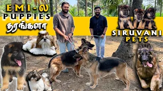 German ஷெப்பர்ட் Shihtzu Puppies for Sale | EMI Available | Siruvani Pets | All India Home Delivery