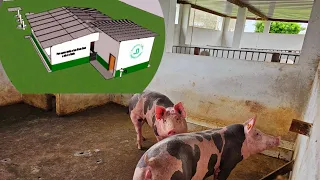 Criação de Porcos Suínos do Bruno Novo Projeto 🐖🐷🏜⏳️🙌