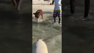 Feeding pigs on the beach in the Bahamas