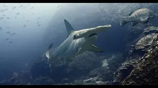 Hammerheads at the cleaning station at Cocos Island, Costa Rica