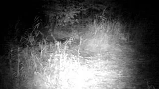 Cougar caught on camera in Michigan's Upper Peninsula