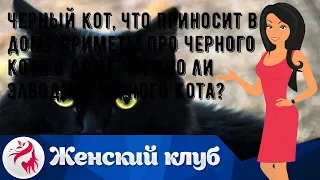 Черный кот, что приносит в дом? Приметы про черного кота в доме. Можно ли заводить черного кота?