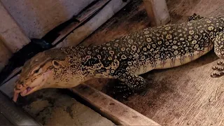 ⚠️Warning Live Feeding⚠️ Asian Water Monitor Crush Large Rat Skull