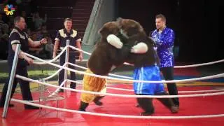 На арене Кемеровского цирка боксировали медведи