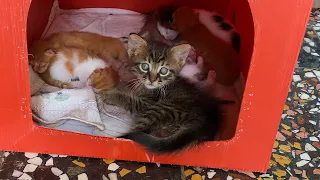 Sweet Kittens. The mother cat has given birth for the second time and is protecting all her kittens.