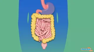 The Digestive System - Human Body Parts | Science for Kids | Educational Videos by Mocomi