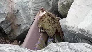 Kea - New Zealand's notorious gang 😁😁