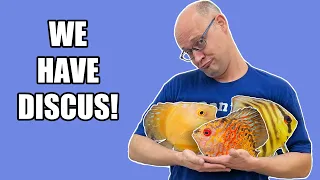 Dan's Fish has DISCUS! Here's how we do it.