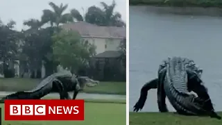 Is this giant alligator on a Florida golf course real? - BBC News