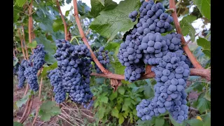 Винные сорта винограда. Часть 2