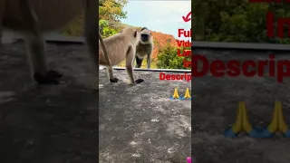 Mirror Prank For Monkey Hilarious Reaction #funny #video #munger #shorts