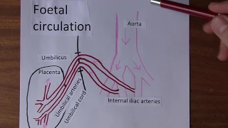 Fetal circulation and changes at birth in 7 minutes