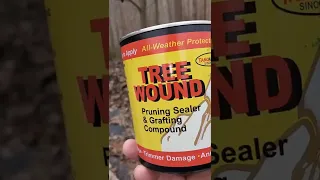 How to graft fruit trees, apples, pawpaw, cherry scions easy with Drill and scions fruits #shorts