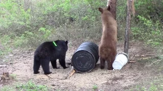 Rage in the Cage Canadian Black Bear Hunt. 2016