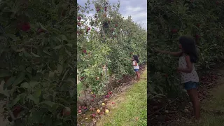 Apple picking#apple #applepicking #funny #farming #canada
