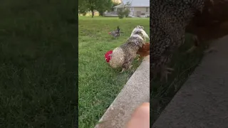 Why you should get chickens