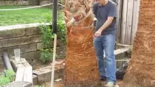 How To Prune a Mexican Fan Palm Tree