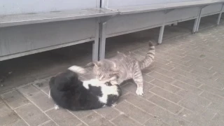 Cat fight / Коты дерутся за территорию