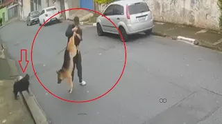 Brave owner saves his dog from a German Shepherd!!!