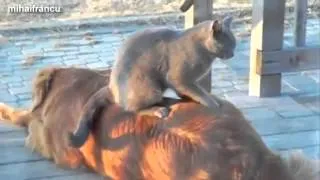 Cats Massaging Dogs Compilation 2014 NEW   Funny And Cute