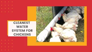 Part 1 DIY Cleanest chicken watering system using PVC
