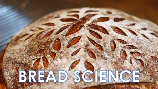 The Science of Bread (Part 3) - Sourdough Bread Science