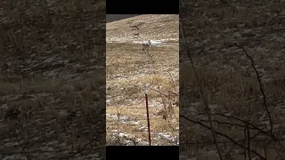 Doe at 200yd 7mm rem mag