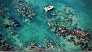 AMAZING clear water diving | SPEARFISHING COROMANDEL NZ) - Snapper and Kingfish | Swimming with seal