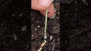 TRANSPLANTING GREEN ONIONS | White Lisbon Bunching Onion from Dollar Tree | Connecticut Garden