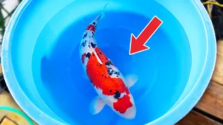 Breeding Koi - New Bloodline Sakai VS Shintaro (BIG KOI)!!