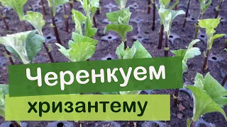 Черенкование крупноцветковой  хризантемы