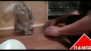 世の中にはこんなウサギもいるんです!　(チャップ・ダンダンウー)　Rabbit is a very pleasant animal.