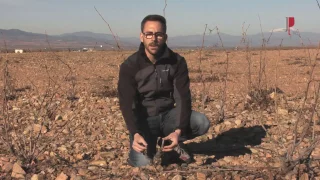 Como formar una viña en vaso