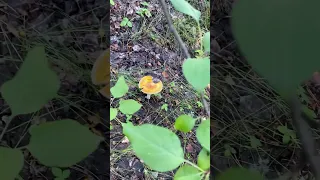 Мухоморы 🍄, парк Каменные палатки