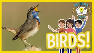 How do birds communicate? | Brains On! Science Podcast For Kids