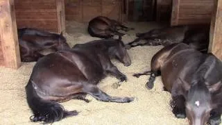 Horses, Peacefully Farting and Snoring