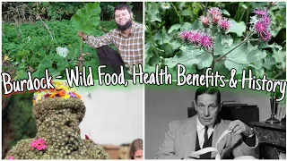 Burdock - Wild Food, Health Benefits, Identification & History (Foraging For Burdock Root)