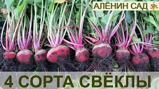 Сравним 4 сорта СВЁКЛЫ!!! Мой урожай свеклы