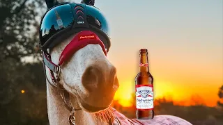 SUPER BOWL BUDWEISER CLYDESDALE COMMERCIAL 2023