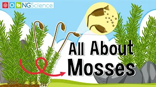 All About Mosses