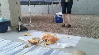 My Sister Smashing A Moldy-ish Pumpkin (it got on her)