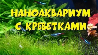 Мой экспериментальный креветочник