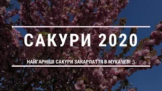 Сакури 2020 в Мукачеві - Найгарніші сакури Закарпаття ;)