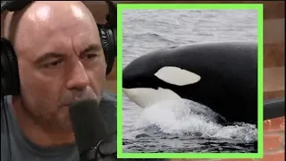 Joe Rogan | Pod of Orcas Are Starving Because of Declining Salmon Population