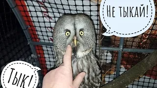 Why do I talk to owls and other animals? How not to pet and touch animals