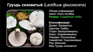 Груздь сизоватый (Lactifluus glaucescens)