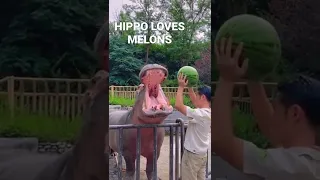 SEE HOW THIS HIPPOPOTAMUS EATS THE WATERMELON #shorts #hippo #watermelon
