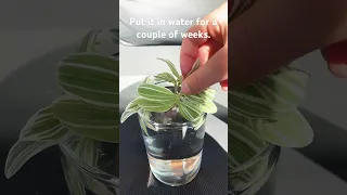 How to take a cutting of a Tradescantia fluminensis!