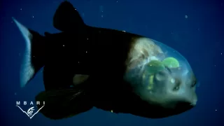 Macropinna microstoma: A deep-sea fish with a transparent head and tubular eyes